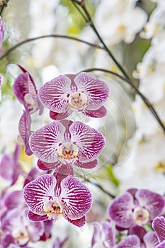 The pink and white moon orchids. Also known as a moth orchid. Botanical name: Phalaenopsis Aphrodite