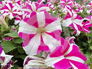 Pink and white morning glory blooms in China. On a green background. A close-up.