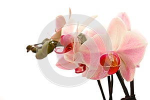 Pink and white moth orchid.