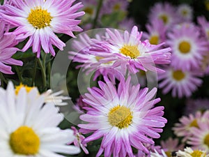 Pink and white mums in bloom