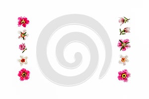 Pink and white New Zealand teatree flowers arranged as picture frame