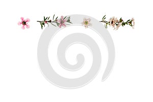 Pink and white New Zealand teatree flowers in bloom isolated on white background with copy space bellow