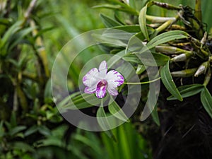 A pink and white orchid against green leaves