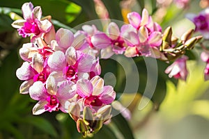 Pink and white orchid, Dendrobium.