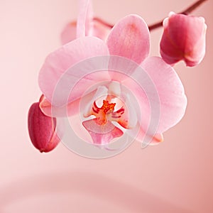 Pink white orchid flower