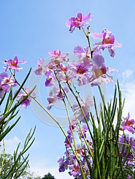 Pink White Orchid Flowers Blue sky