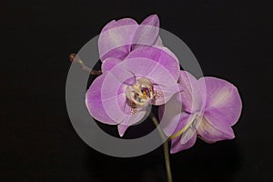 Pink and white orchid flowers Phalaenopsis