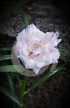 Pink white orchid green soft flower in the garden