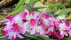 Pink White Orchid With Pandan Leaves