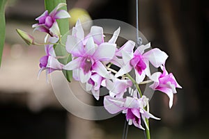 Pink with white orchid on the tree hanging for ornamentation.