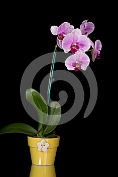 Pink & White Orchids On Black Background