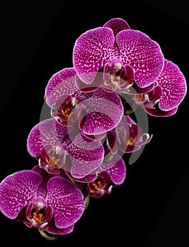 Pink & White Orchids On Black Background