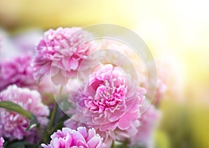 Pink and white peonies in the garden