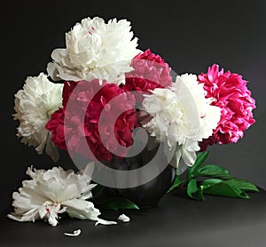 Pink and white peonies still life