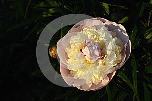 Pink-white peony flower in the flowerbed