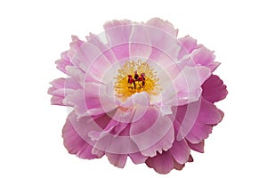 Pink-white peony flower with yellow stamens and a red heart, on white isolated background