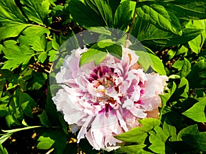 Pink and white Peony flowers blooming