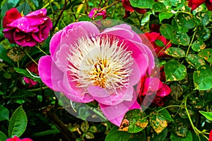 Pink White Petals Peony Paeonia Perrenial Red Roses