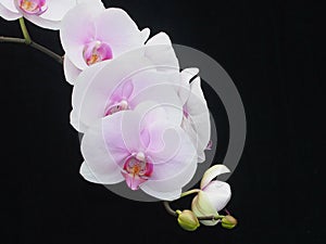 Pink And White Phalaenopsis Orchid
