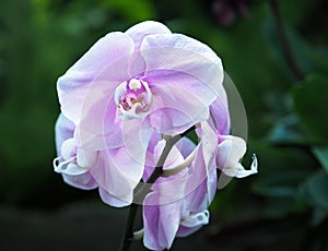 Pink And White Phalaenopsis Orchid