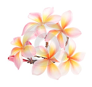 Pink  white plumeria, frangipani flowers isolated on white background.  Hawai flowers look and sweet
