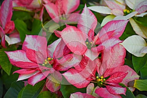 Pink and White Poinsettia Flowers with Yellow Centers