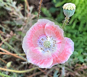 Pink and White Poppy Flower