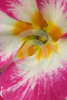 Pink and white Primula flower head close up with yellow and orange centre