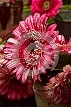 Pink, red, and white variegated flower petals of gerbera daisies