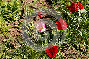 A pink-white and red wild tulips growing in green grass