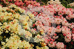 Pink and white Rhododendron