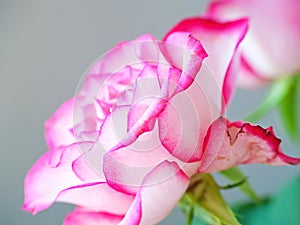 Pink and white romantic rose detail