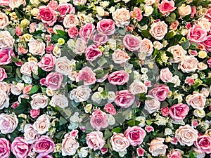 Pink and white rose backdrop