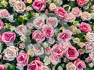 Pink and white rose backdrop