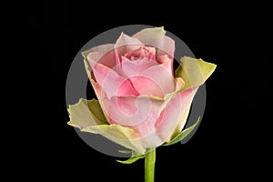Pink and white rose black background