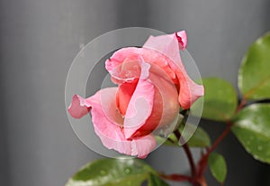 Pink and white rose bud with dew drops on petals