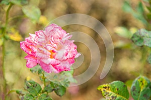 Pink and White Rose Close Up