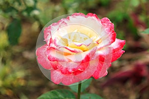 Pink white rose close up