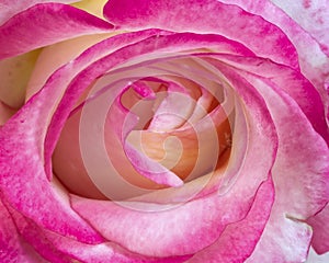 Pink and white rose closeup