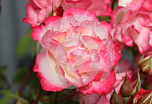 Pink and white rose with dew drops on petals