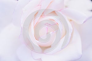 Pink white rose flower, closeup beautiful softly gentle photo