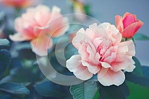 Pink and white rose flower in summer garden,