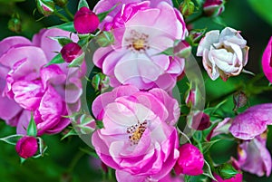 Pink-white rose flowers and buds in rosary, closeup shot Rosa Angela