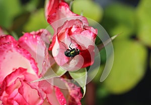 Pink and white rose with fly on petals