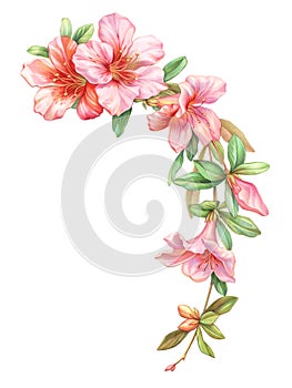Pink white rose vintage azalea flowers garland wreath isolated on white background. Colored pencil watercolor illustration.