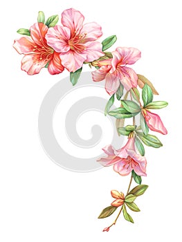 Pink white rose vintage azalea flowers garland wreath isolated on white background. Colored pencil watercolor illustration. photo