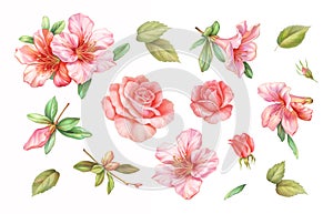 Pink white rose vintage azalea lily flowers set isolated on white background. Watercolor colored pencil illustration. photo