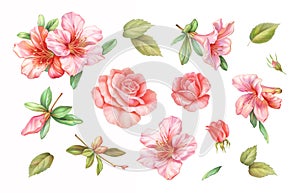 Pink white rose vintage azalea lily flowers set isolated on white background. Watercolor colored pencil illustration.