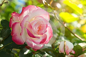 Pink and white rose in warm morning sunlight