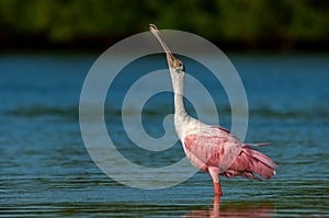 A pink and white roseate spoonbill Platalea ajaja stretches it